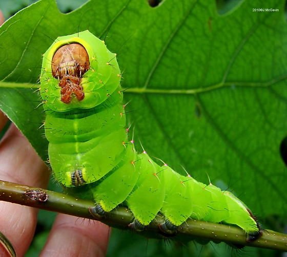 Polyphemus Moth Caterpillar