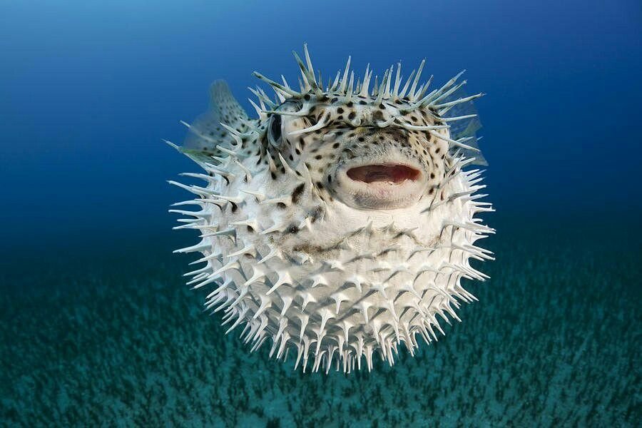 Porcupinefish