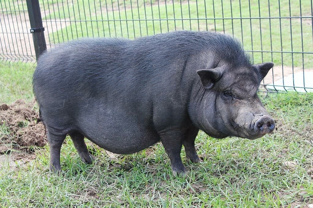 Pot-bellied Pig