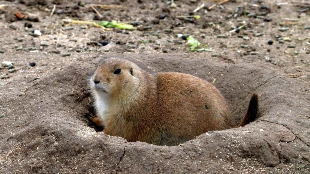 Prairie Dog