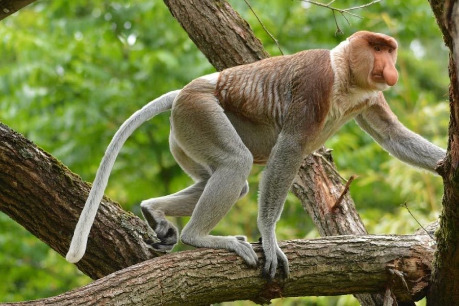 Proboscis Monkey