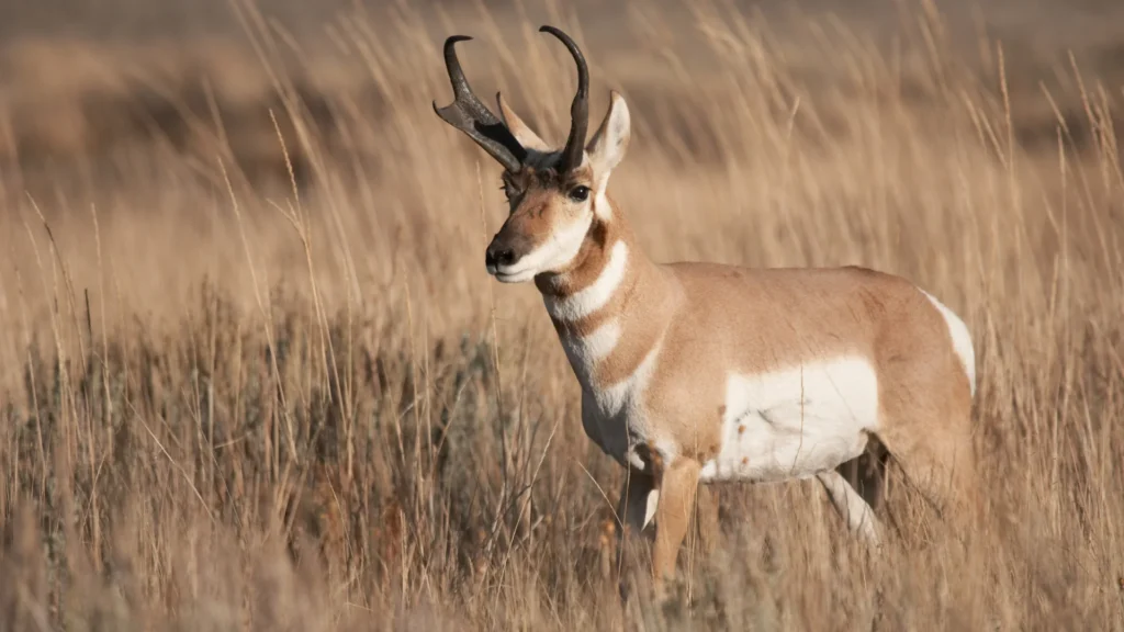 Pronghorn