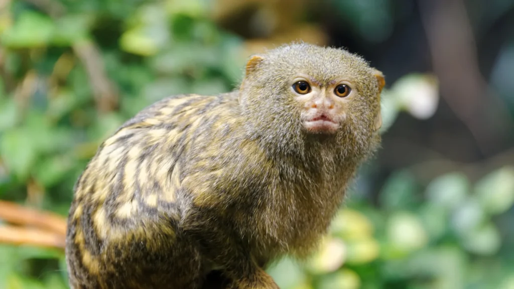 Pygmy Marmoset