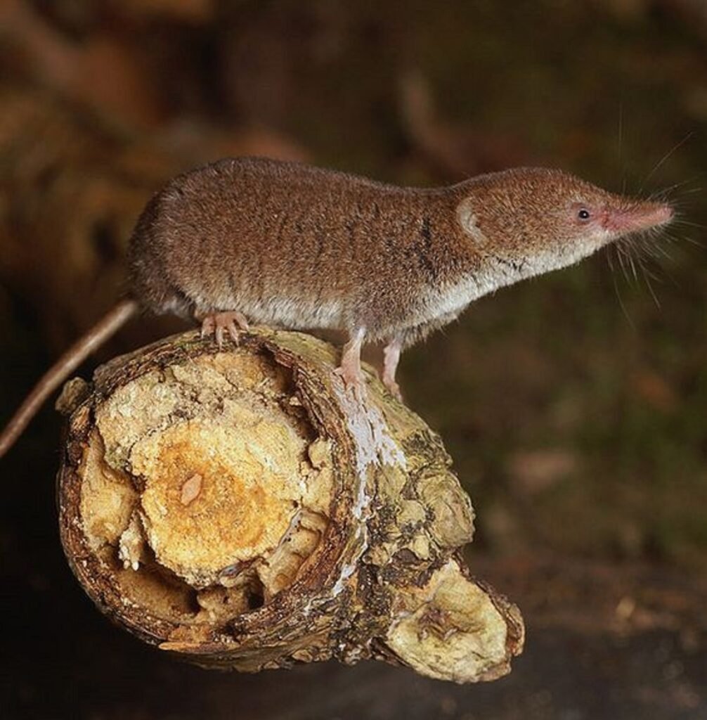 Pygmy Shrew