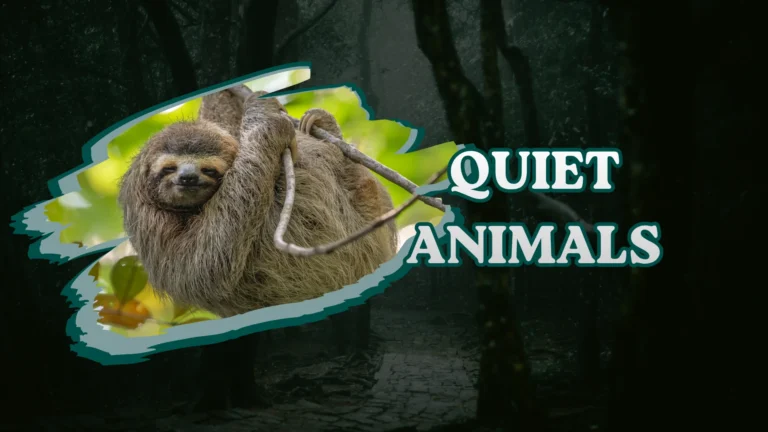 Quiet Animals