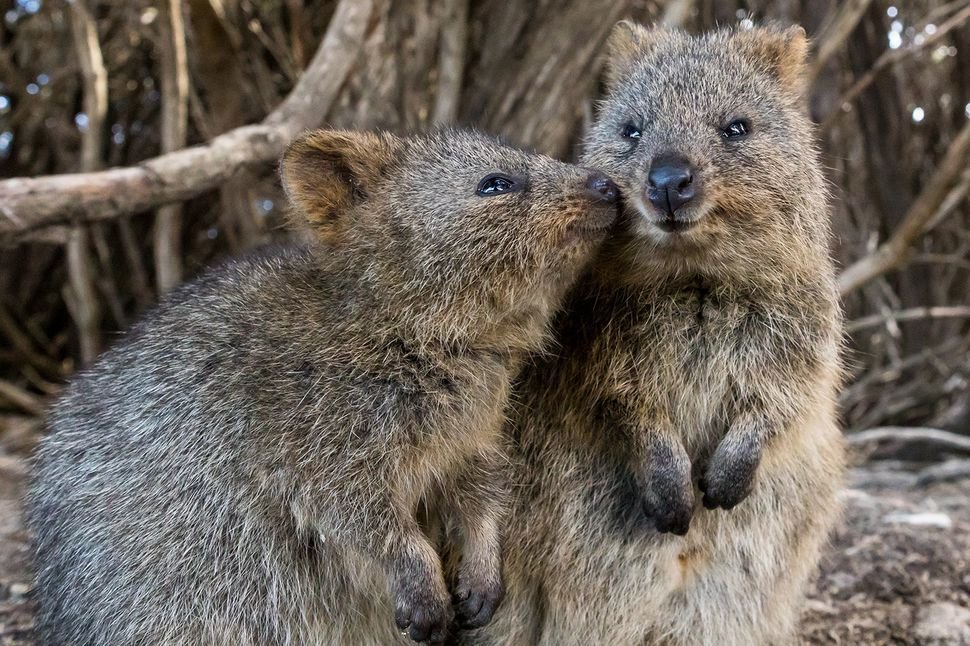 Quokka