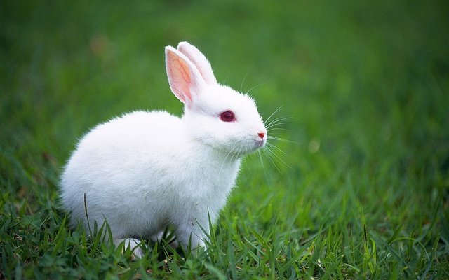Rabbit