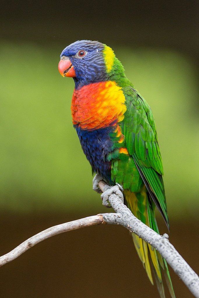 Rainbow Lorikeet