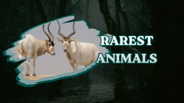 Rarest Animals