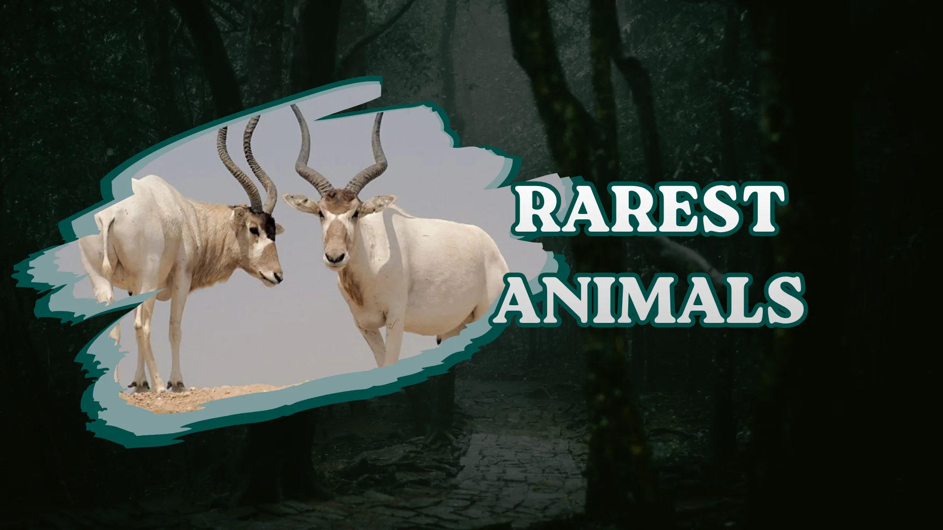 Rarest Animals