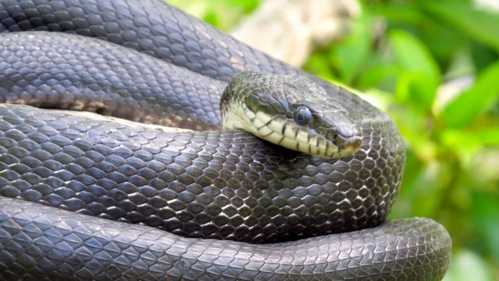 Rat Snake