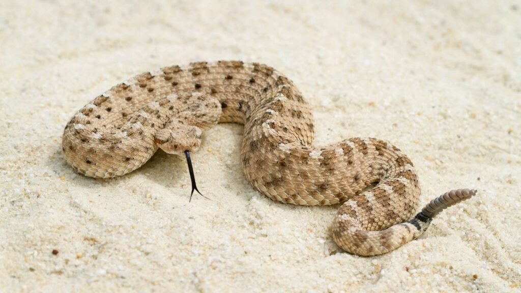 Rattlesnake