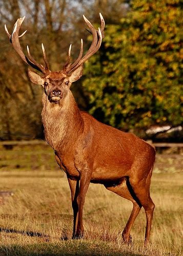 Red Deer
