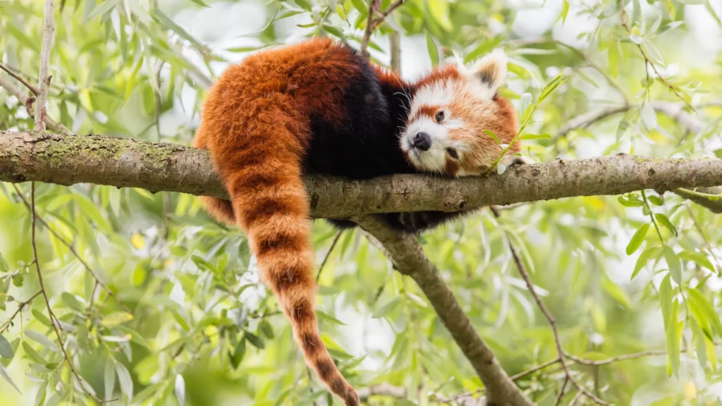 Red Panda