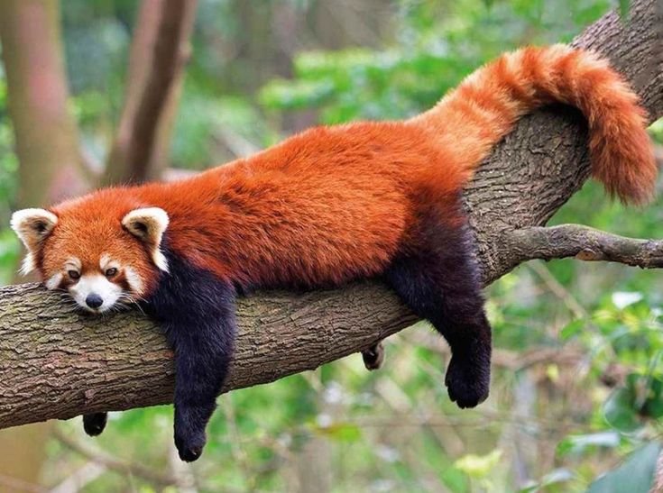 Red Panda
