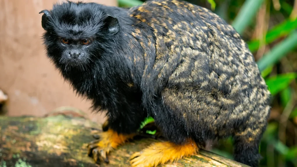 Red-handed Tamarin