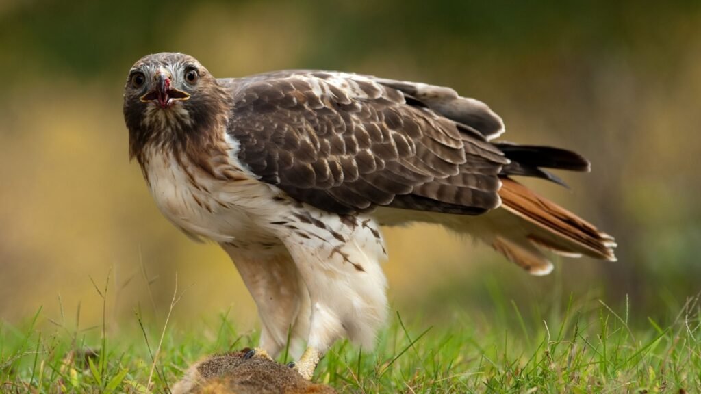 Red-tailed Hawk