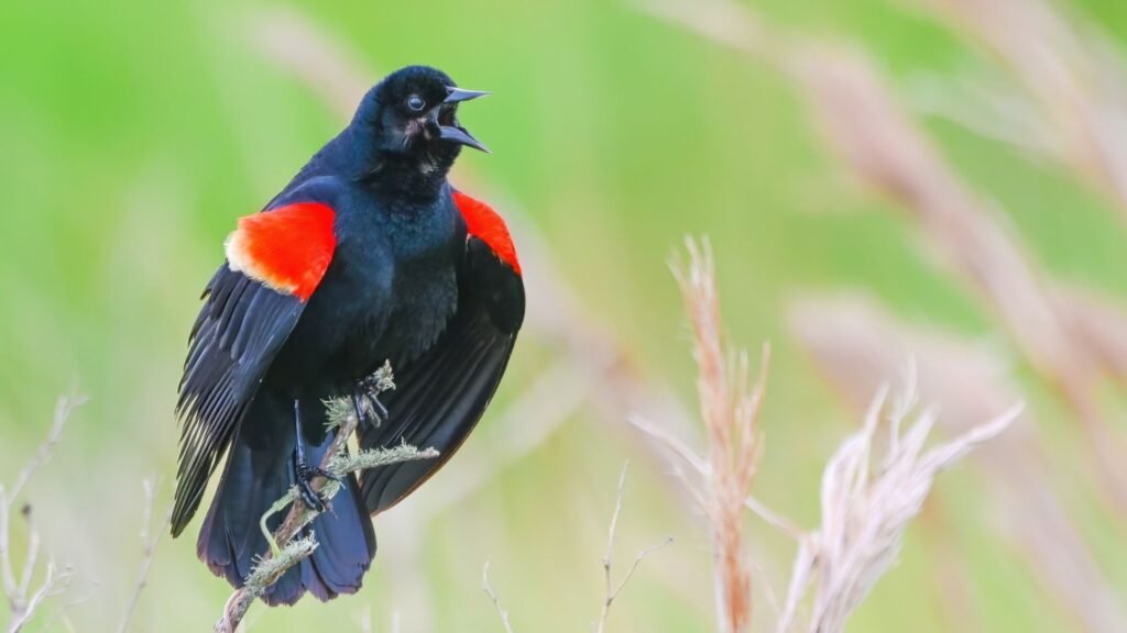 Red-winged Blackbird