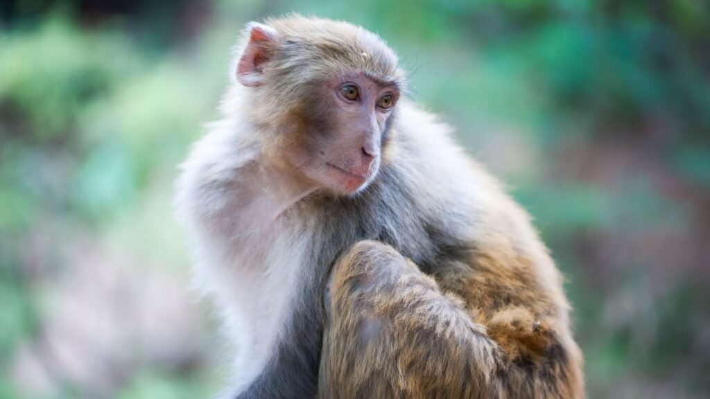Rhesus Macaque