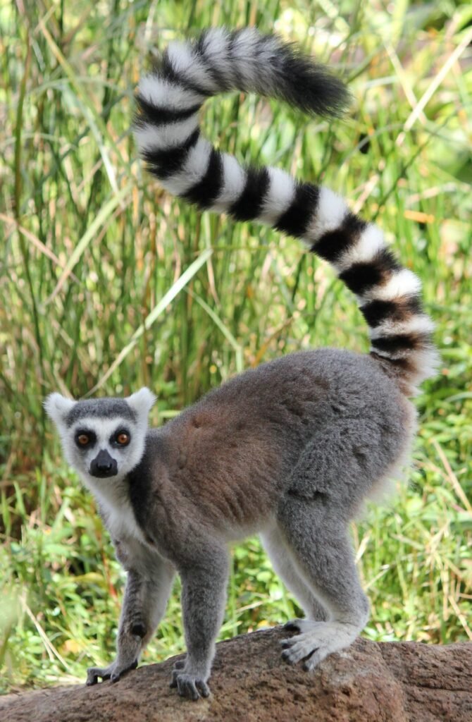 Ring-tailed Lemur