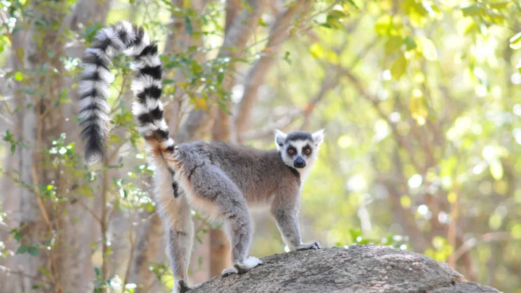 Ringtail