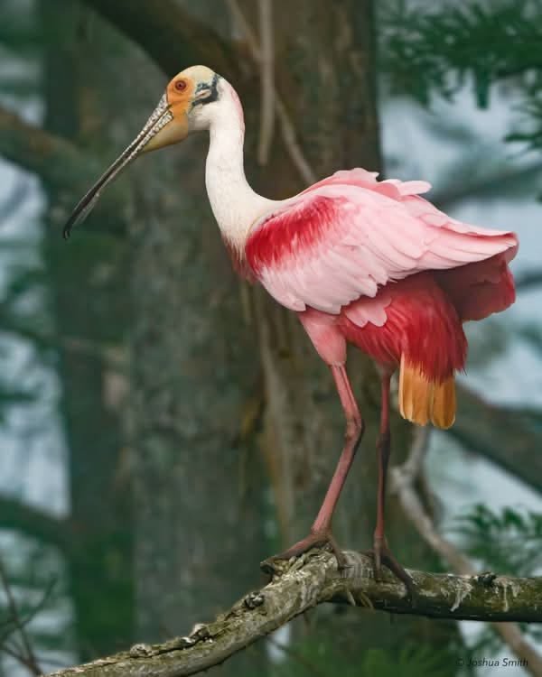 Roseate Spoonbill