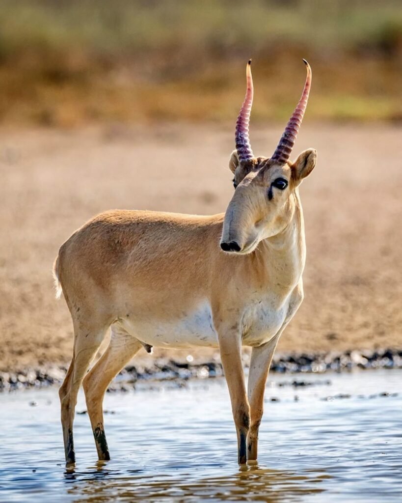 Saiga Antelope