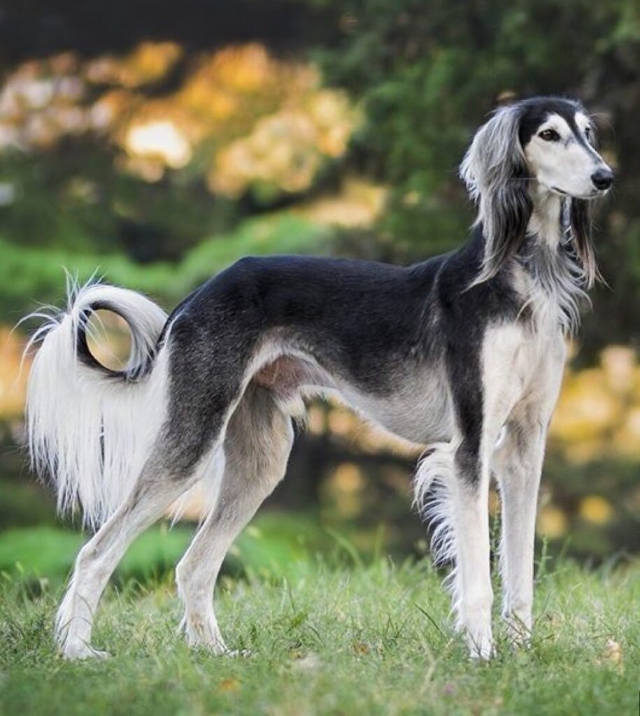 Saluki