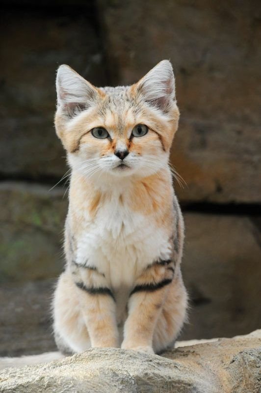Sand Cat