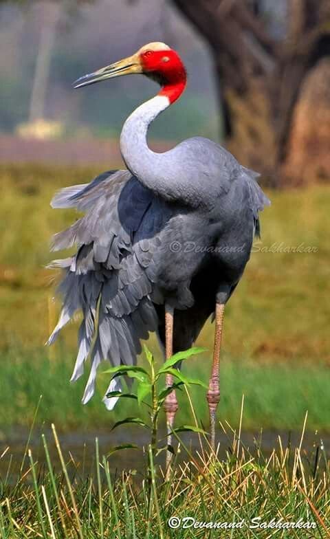 Sarus Crane