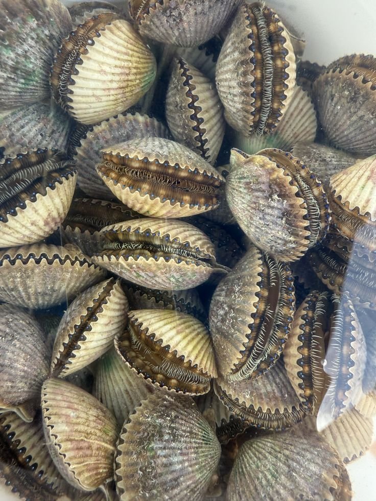 Scallop