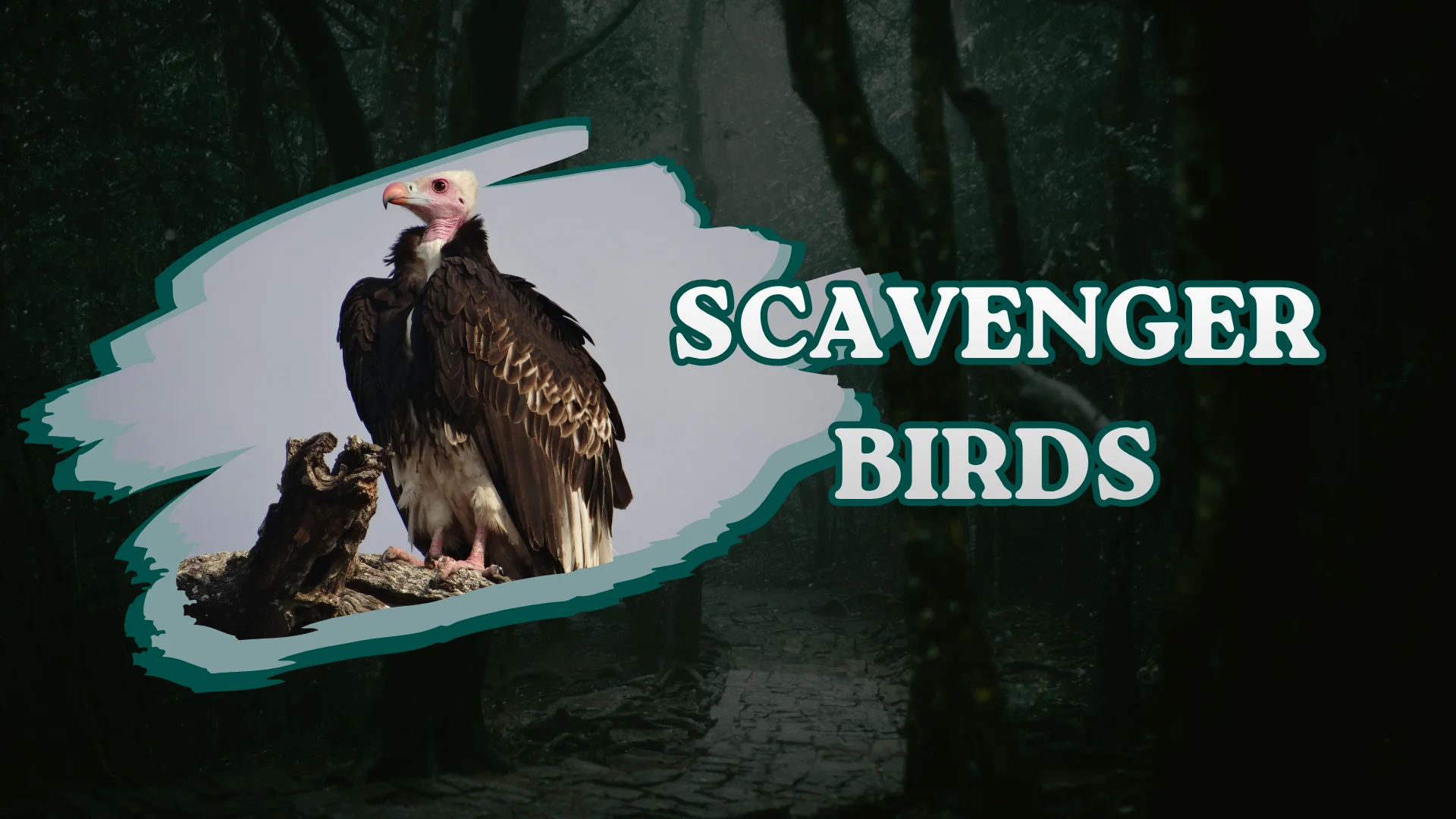 Scavenger Birds