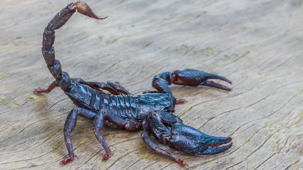Scorpion