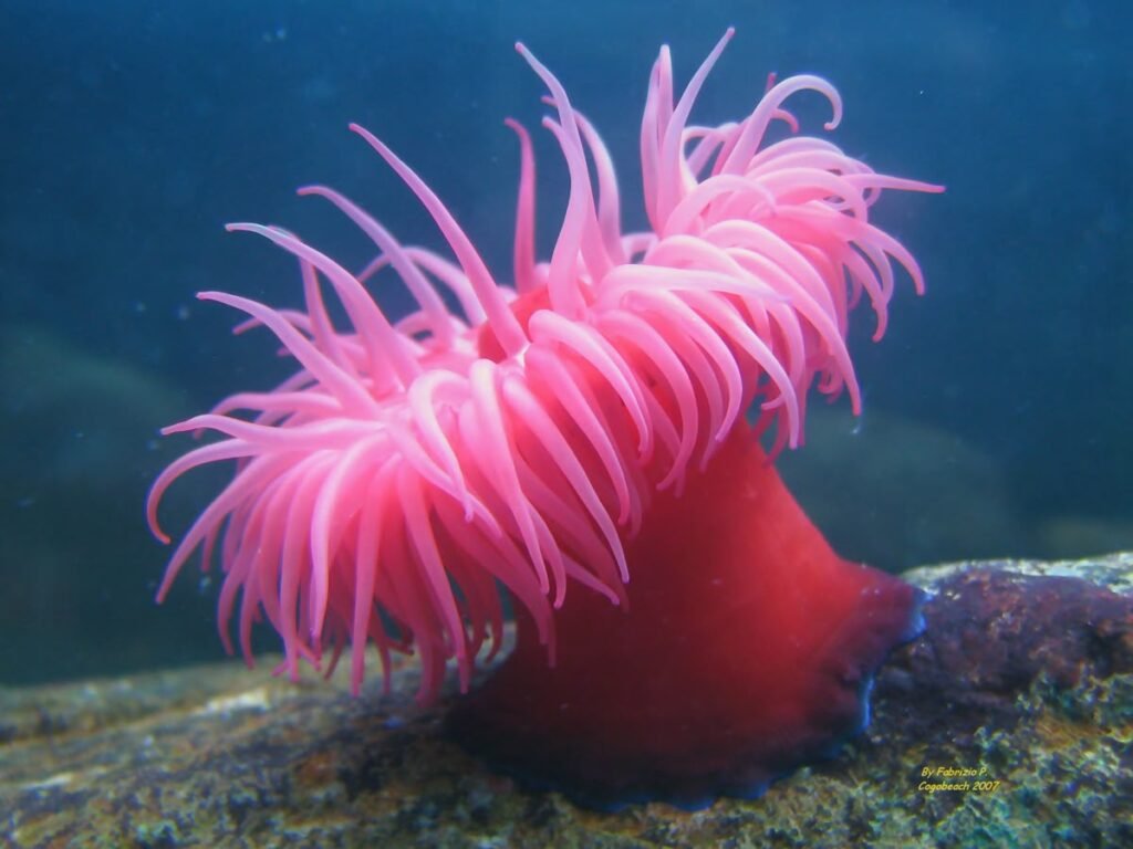 Sea Anemone