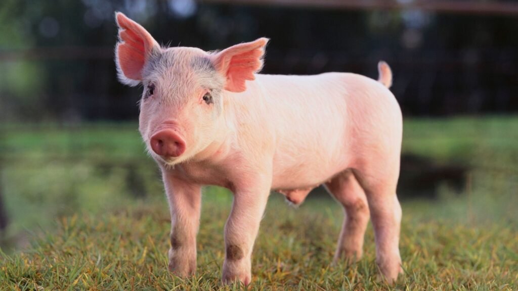 Sea Pig