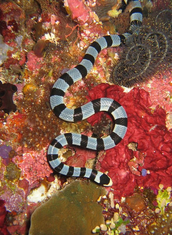 Sea Snake