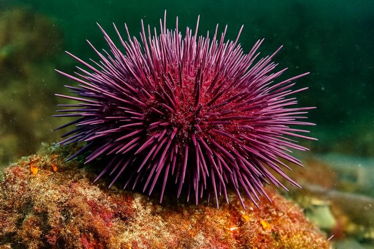 Sea Urchin