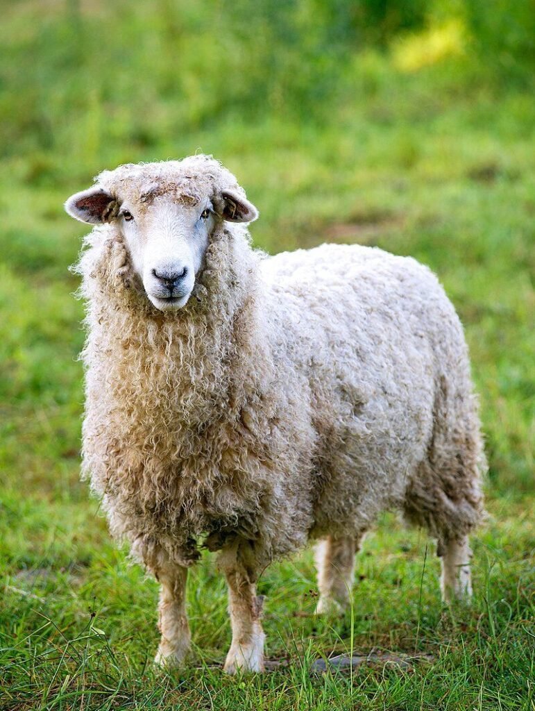 Sheep