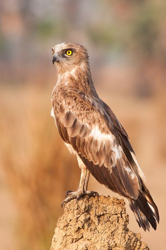 Short-Toed Snake Eagle