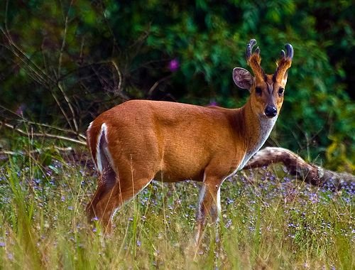 Siberian Musk Deer