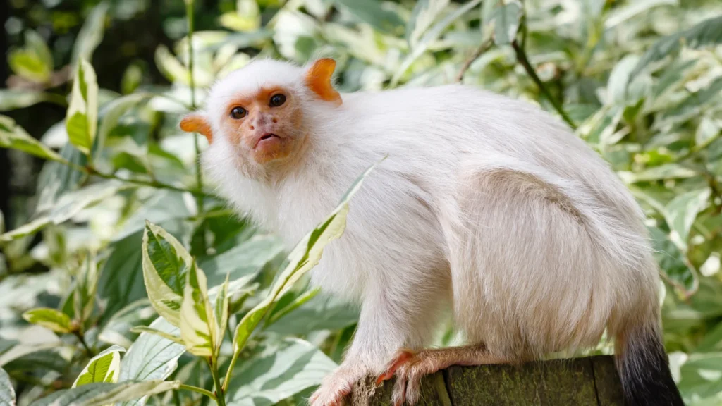 Silvery Marmoset