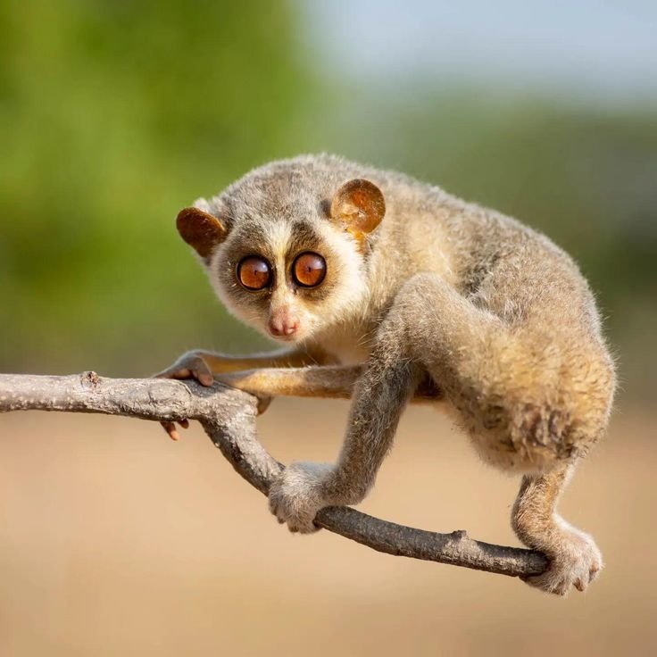 Slender Loris