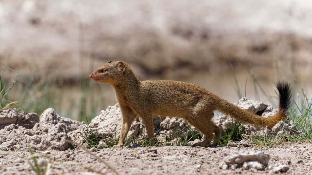 Slender Mongoose