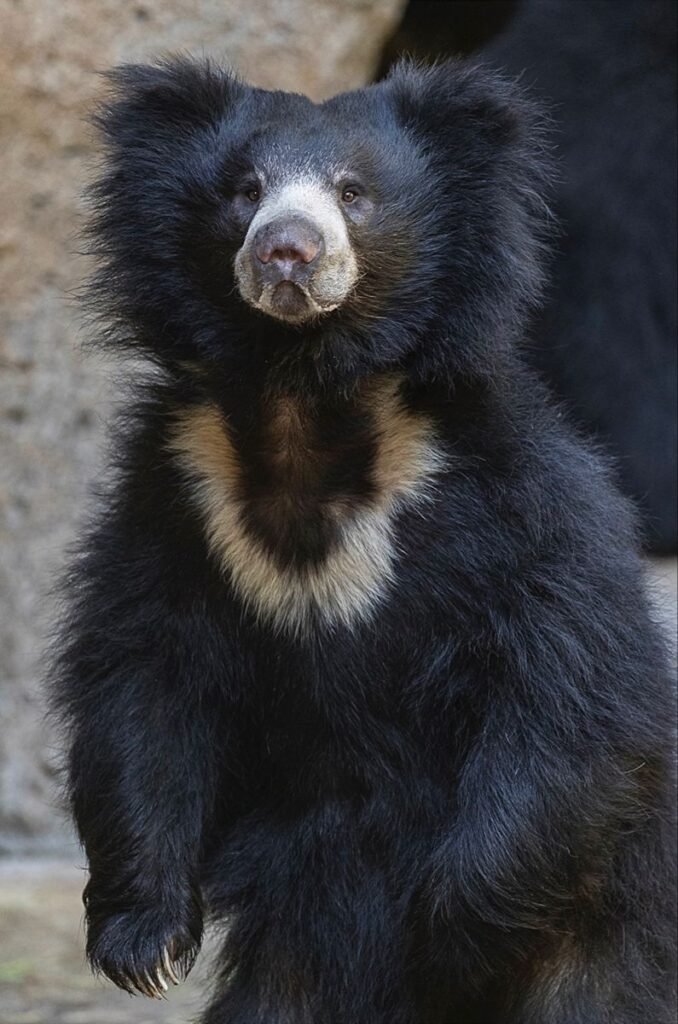 Sloth Bear