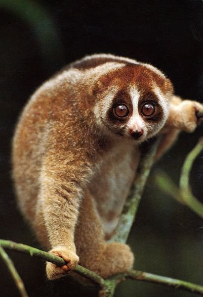 Slow Loris