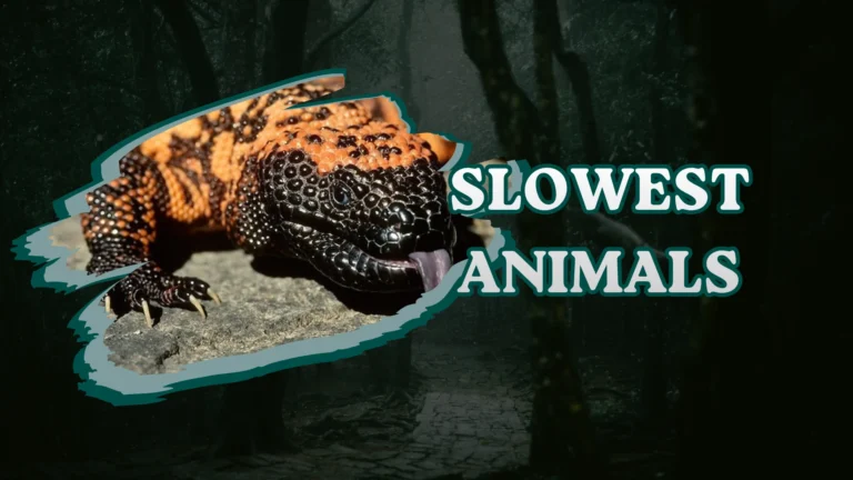 Slowest Animals