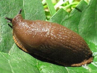 Slug