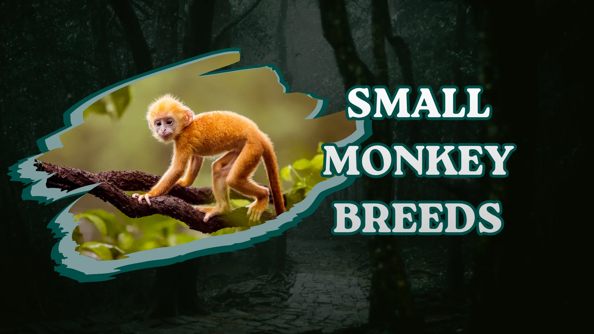 Small Monkey Breeds