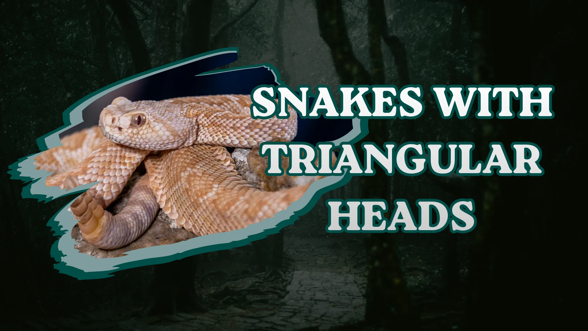 Snakes With Triangular Heads