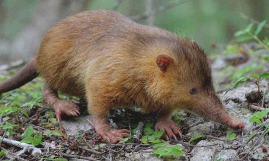 Solenodon